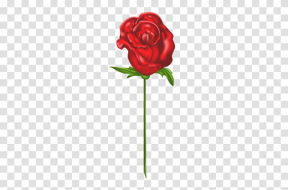 Rose, Flower, Plant, Blossom, Petal Transparent Png