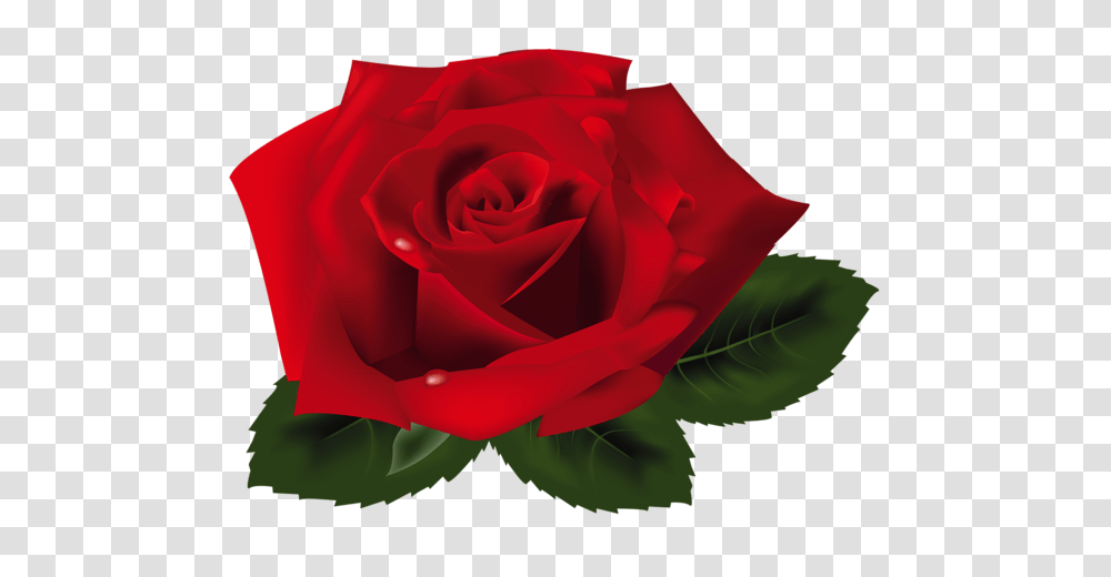 Rose, Flower, Plant, Blossom, Petal Transparent Png