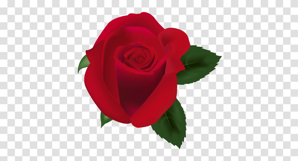 Rose, Flower, Plant, Blossom, Petal Transparent Png