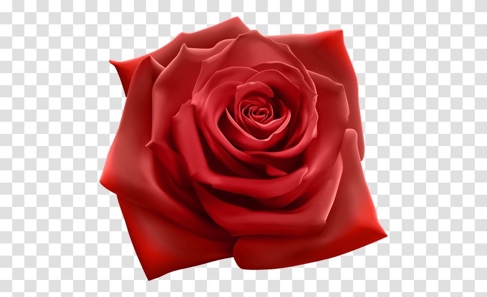 Rose, Flower, Plant, Blossom, Petal Transparent Png