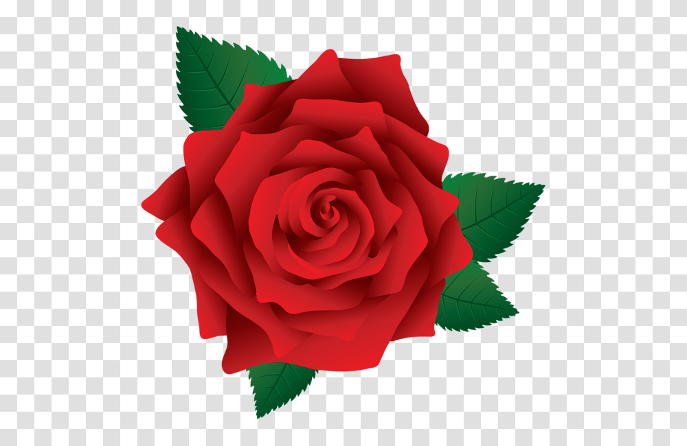 Rose, Flower, Plant, Blossom, Petal Transparent Png