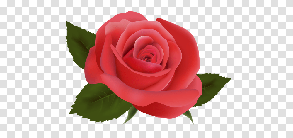 Rose, Flower, Plant, Blossom, Petal Transparent Png