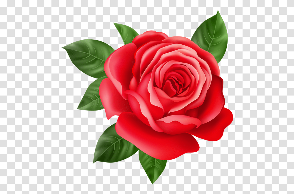 Rose, Flower, Plant, Blossom, Petal Transparent Png