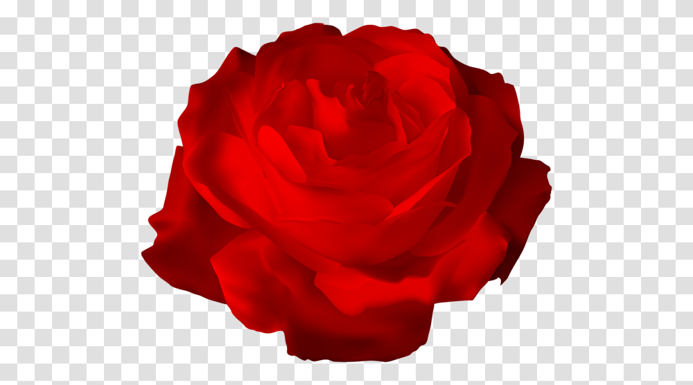 Rose, Flower, Plant, Blossom, Petal Transparent Png