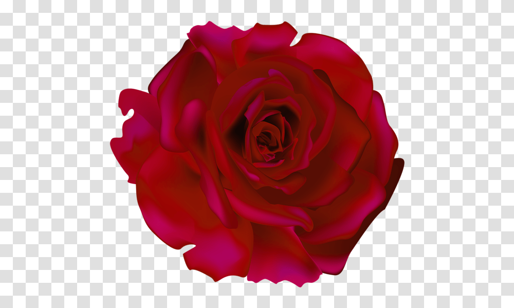 Rose, Flower, Plant, Blossom, Petal Transparent Png