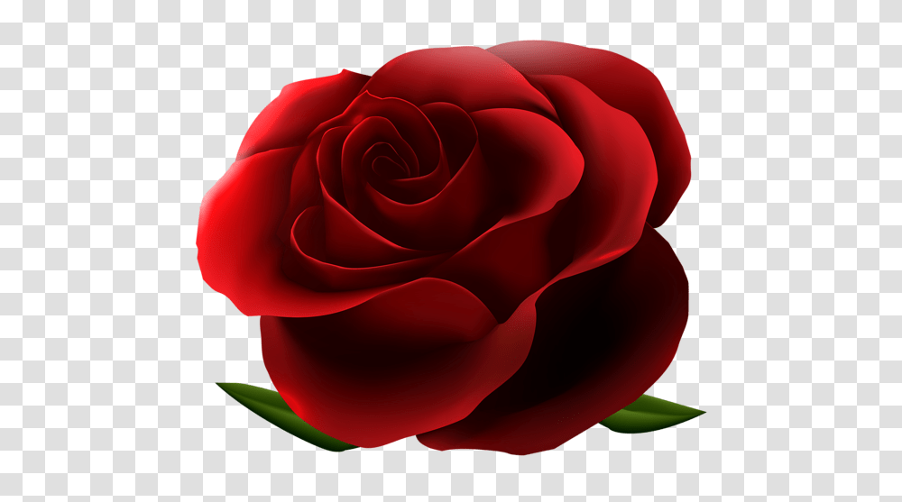 Rose, Flower, Plant, Blossom, Petal Transparent Png