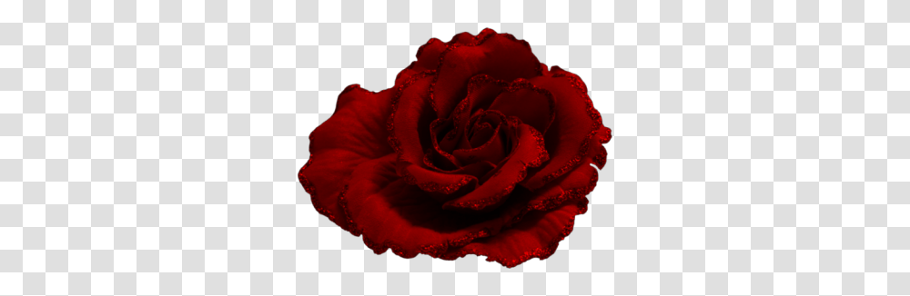 Rose, Flower, Plant, Blossom, Petal Transparent Png