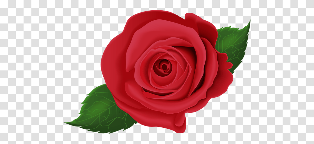 Rose, Flower, Plant, Blossom, Petal Transparent Png