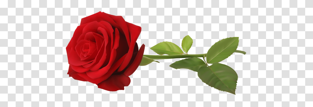 Rose, Flower, Plant, Blossom, Petal Transparent Png