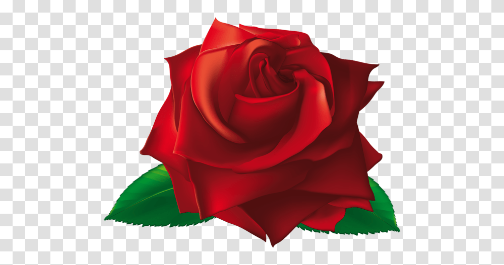 Rose, Flower, Plant, Blossom, Petal Transparent Png