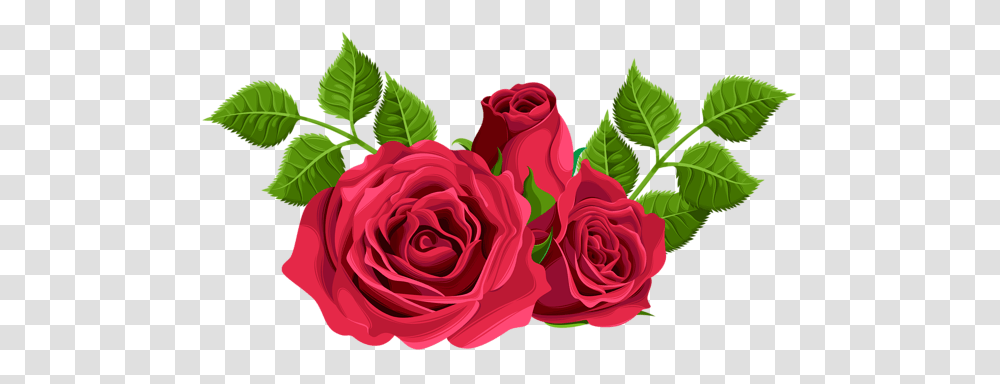 Rose, Flower, Plant, Blossom, Petal Transparent Png