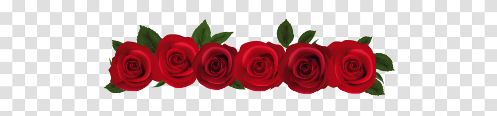 Rose, Flower, Plant, Blossom, Petal Transparent Png