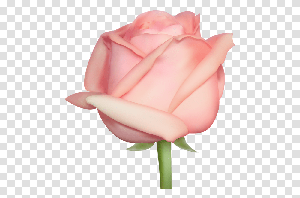 Rose, Flower, Plant, Blossom, Petal Transparent Png