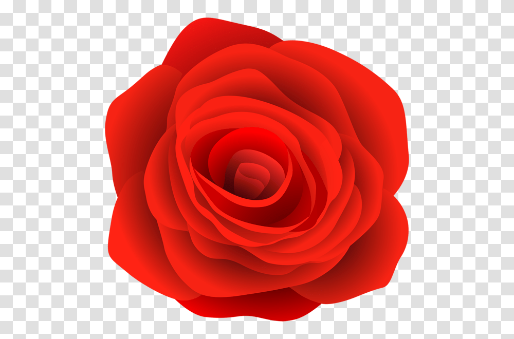 Rose, Flower, Plant, Blossom, Petal Transparent Png