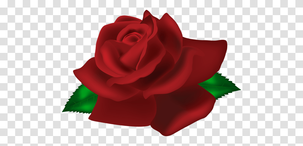 Rose, Flower, Plant, Blossom, Petal Transparent Png