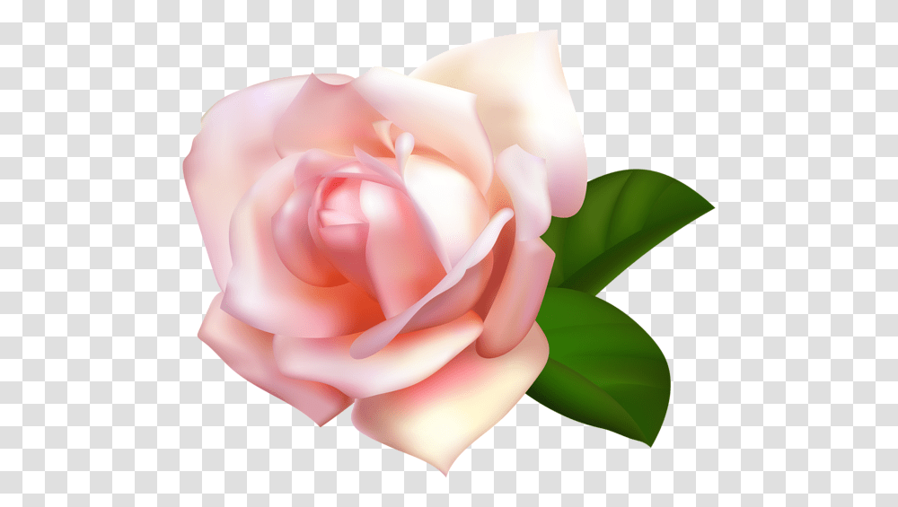 Rose, Flower, Plant, Blossom, Petal Transparent Png