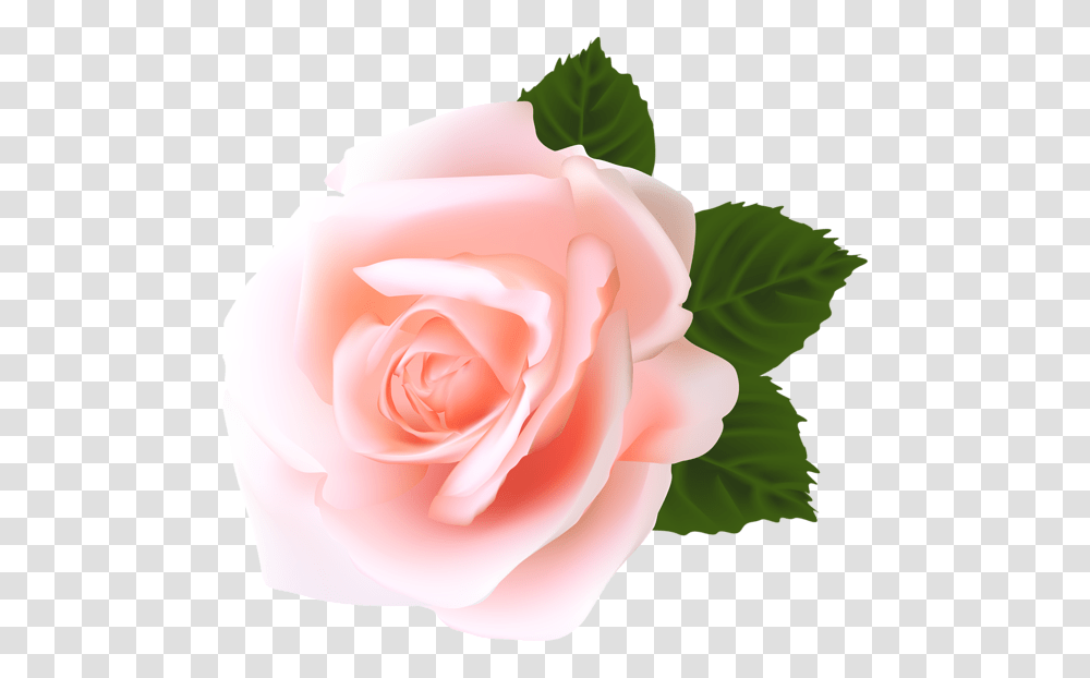 Rose, Flower, Plant, Blossom, Petal Transparent Png