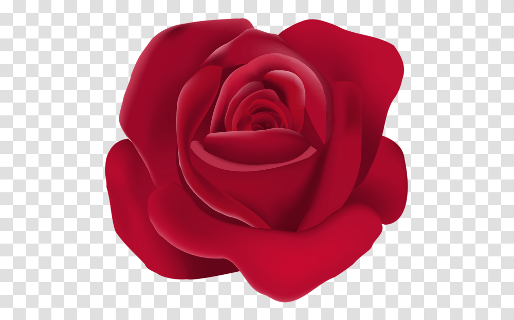 Rose, Flower, Plant, Blossom, Petal Transparent Png