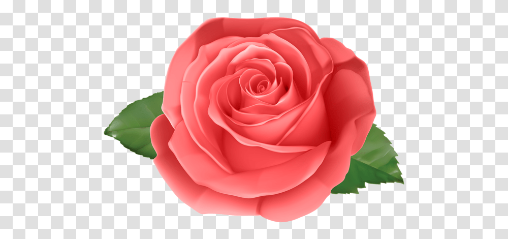 Rose, Flower, Plant, Blossom, Petal Transparent Png