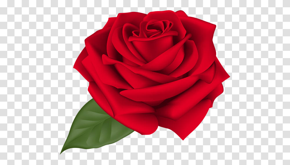 Rose, Flower, Plant, Blossom, Petal Transparent Png