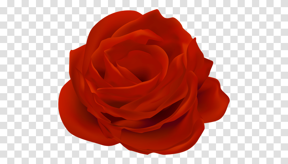 Rose, Flower, Plant, Blossom, Petal Transparent Png