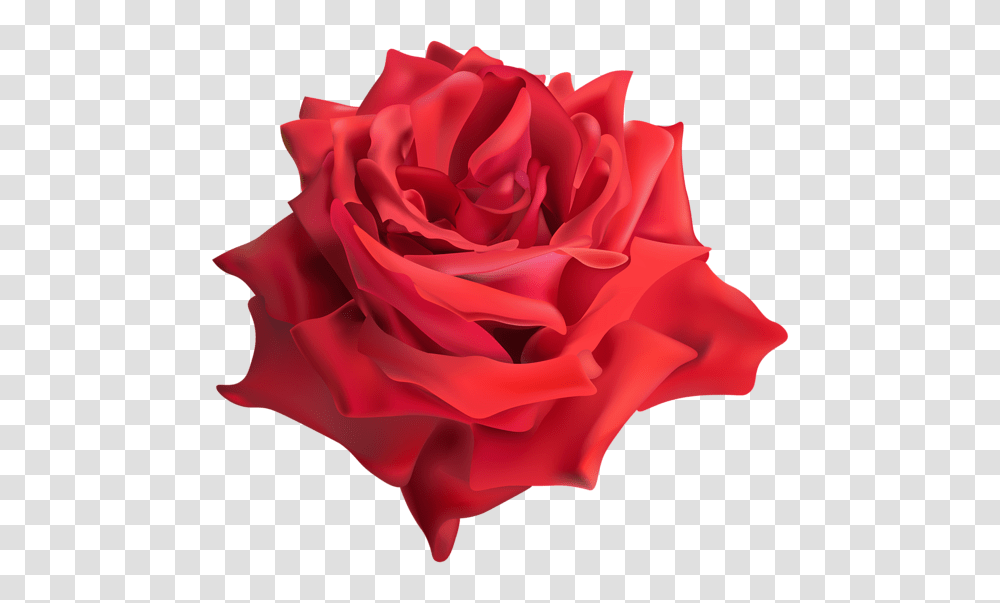 Rose, Flower, Plant, Blossom, Petal Transparent Png