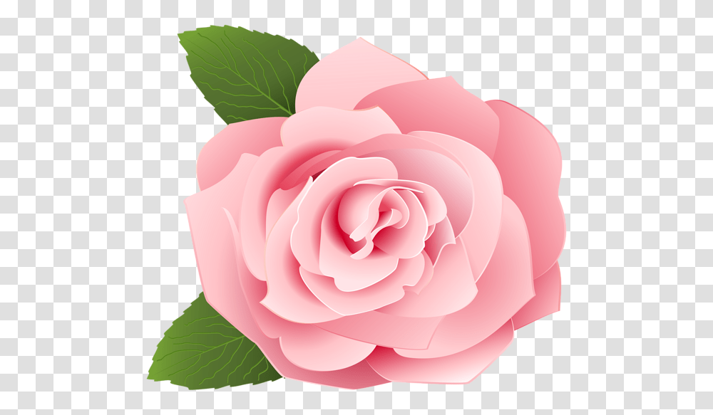 Rose, Flower, Plant, Blossom, Petal Transparent Png