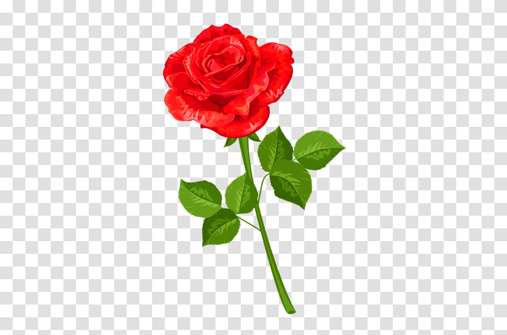 Rose, Flower, Plant, Blossom, Petal Transparent Png