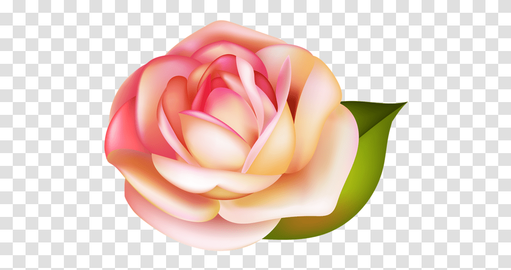 Rose, Flower, Plant, Blossom, Petal Transparent Png