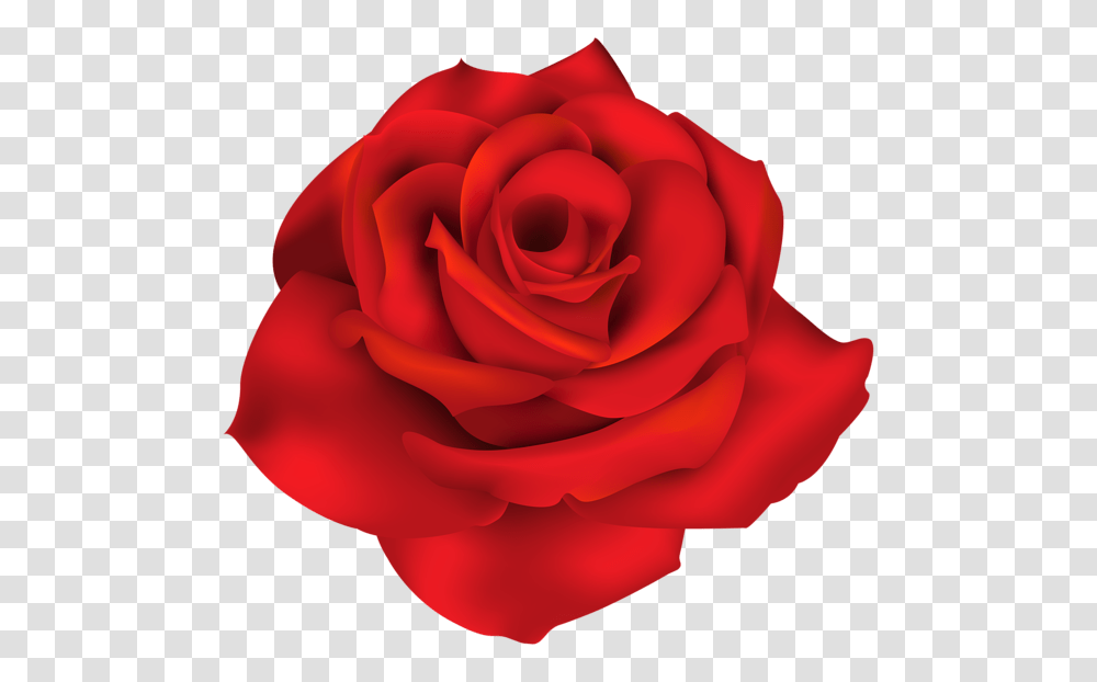 Rose, Flower, Plant, Blossom, Petal Transparent Png