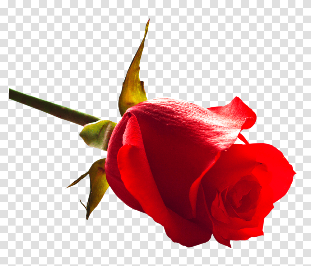 Rose, Flower, Plant, Blossom, Petal Transparent Png