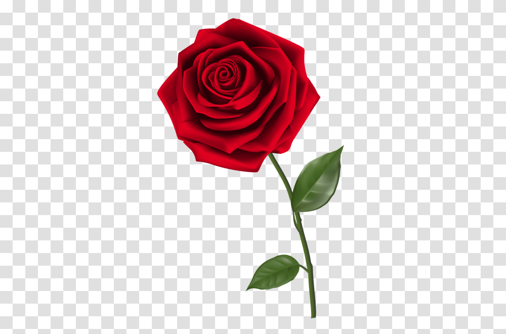 Rose, Flower, Plant, Blossom, Petal Transparent Png