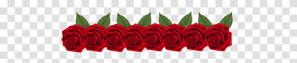 Rose, Flower, Plant, Blossom, Petal Transparent Png