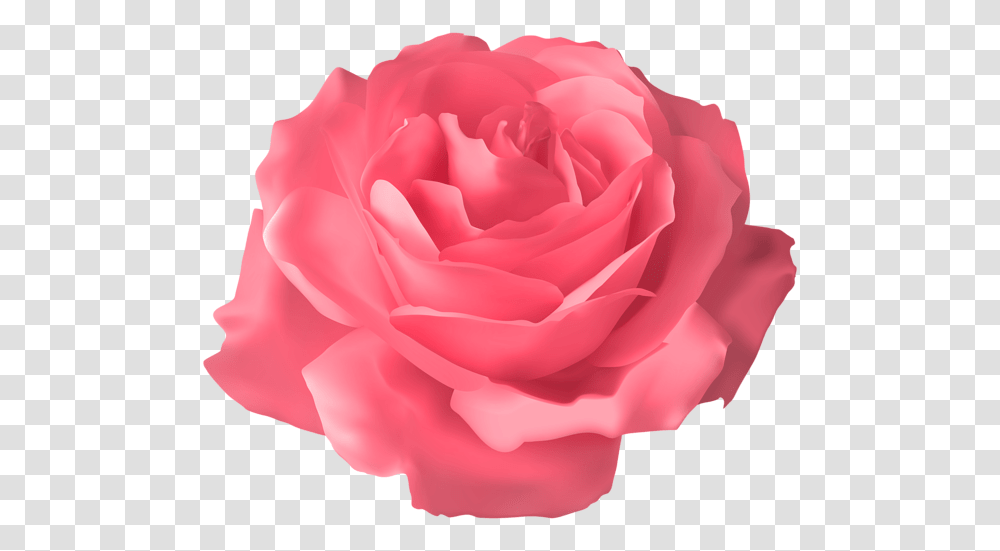 Rose, Flower, Plant, Blossom, Petal Transparent Png