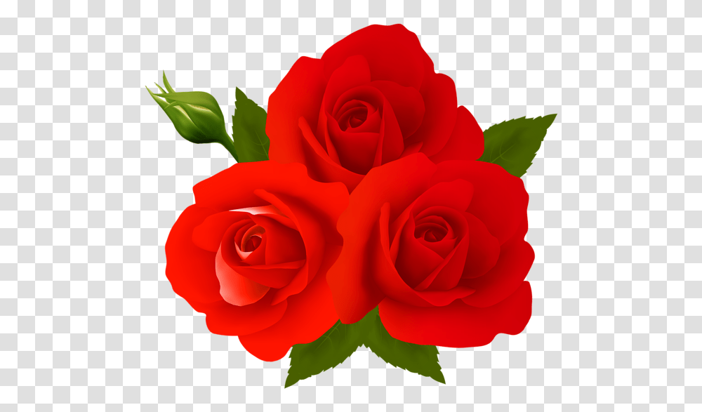 Rose, Flower, Plant, Blossom, Petal Transparent Png