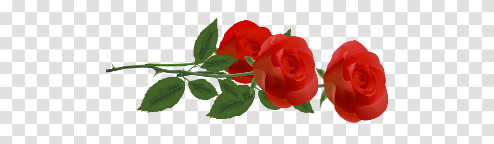 Rose, Flower, Plant, Blossom, Petal Transparent Png