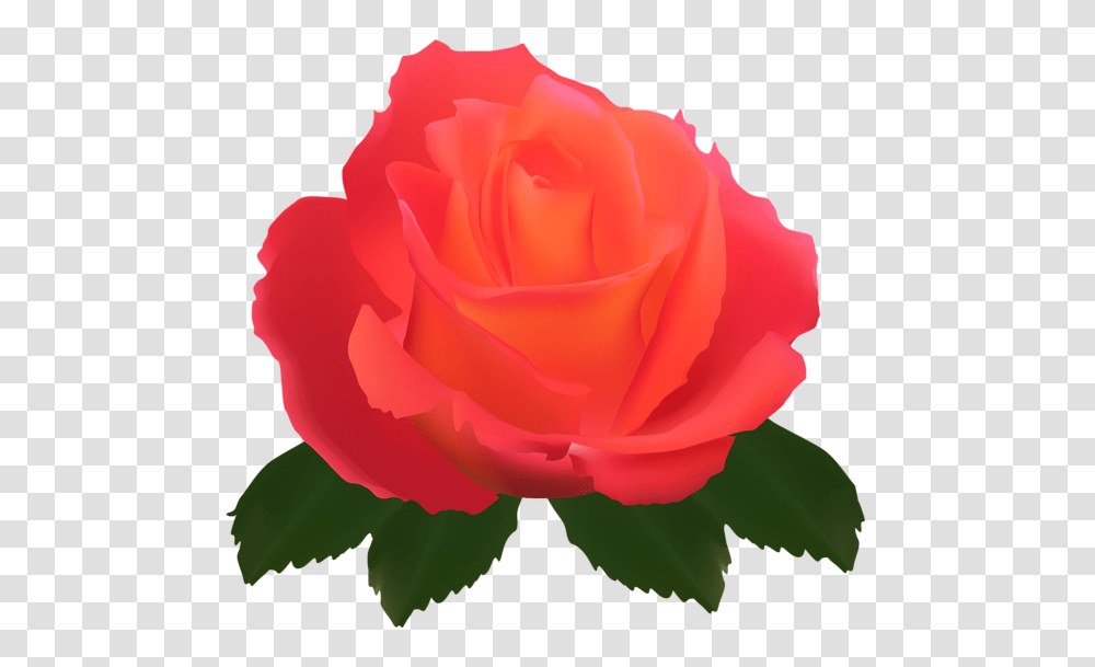 Rose, Flower, Plant, Blossom, Petal Transparent Png