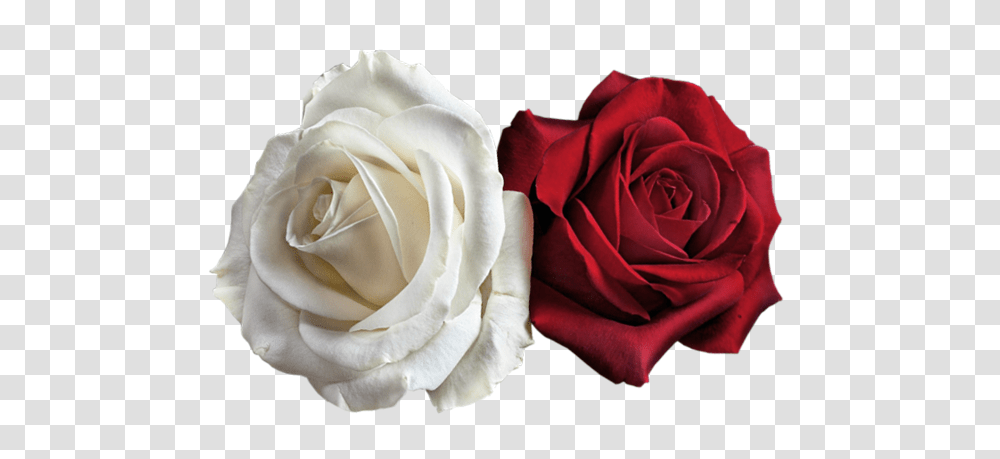 Rose, Flower, Plant, Blossom, Petal Transparent Png