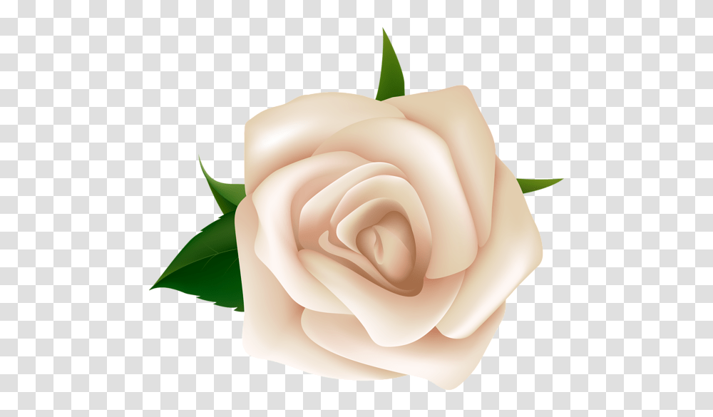 Rose, Flower, Plant, Blossom, Petal Transparent Png