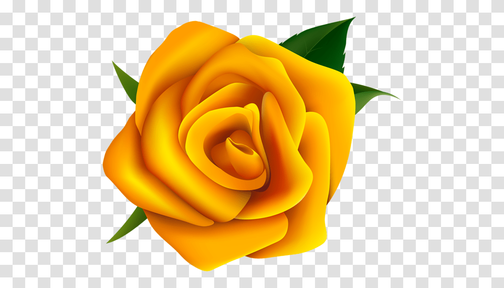 Rose, Flower, Plant, Blossom, Petal Transparent Png