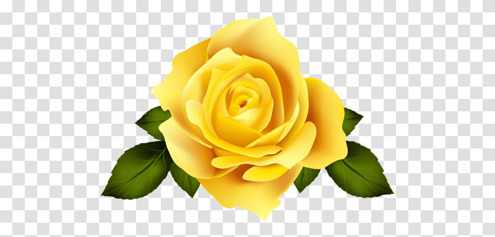 Rose, Flower, Plant, Blossom, Petal Transparent Png