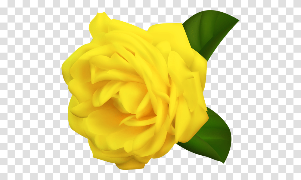 Rose, Flower, Plant, Blossom, Petal Transparent Png