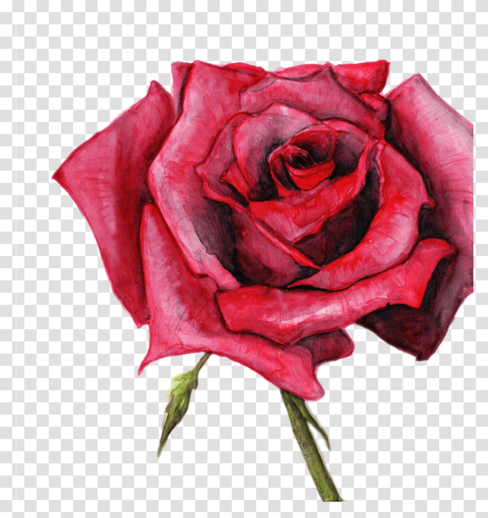 Rose, Flower, Plant, Blossom, Petal Transparent Png