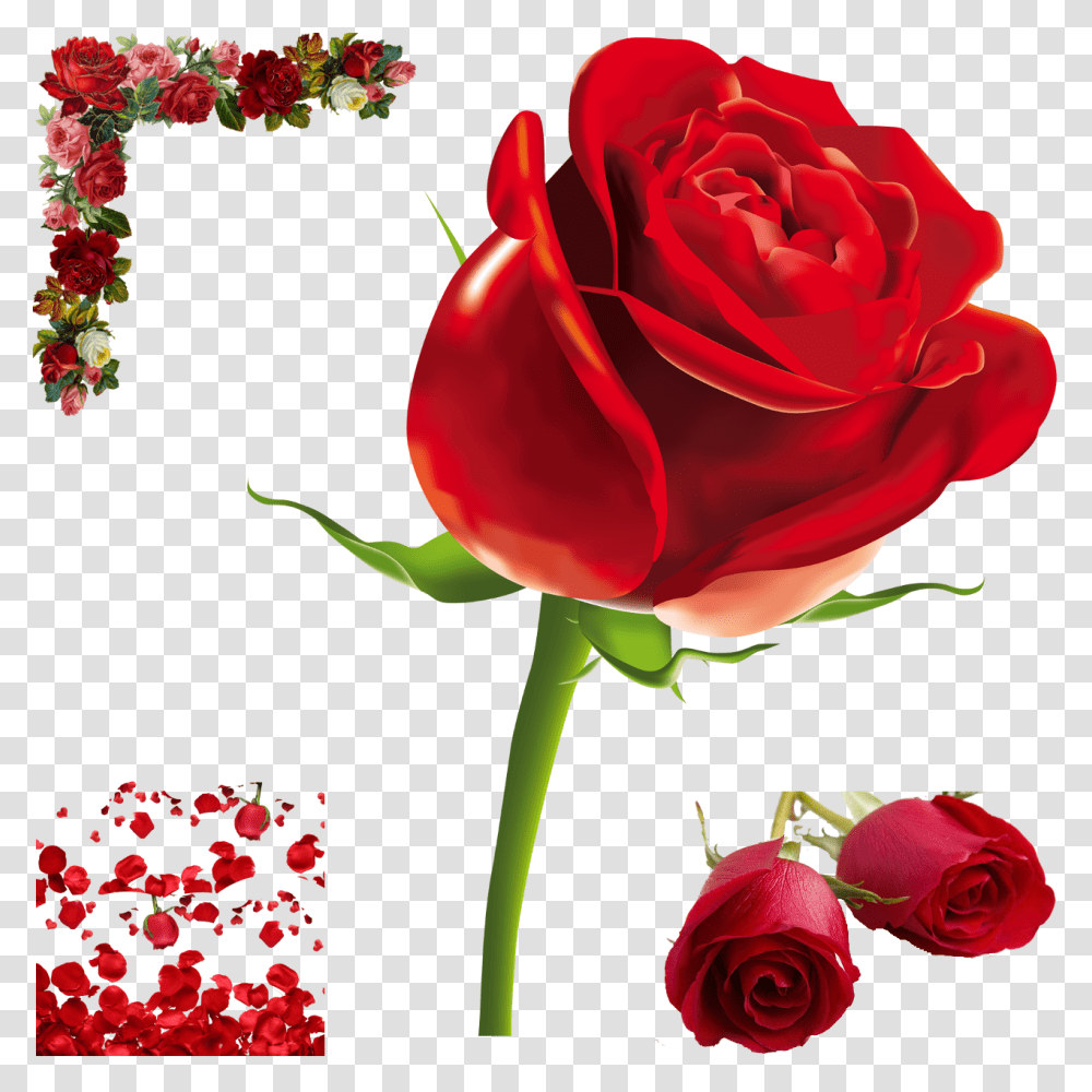 Rose, Flower, Plant, Blossom, Petal Transparent Png