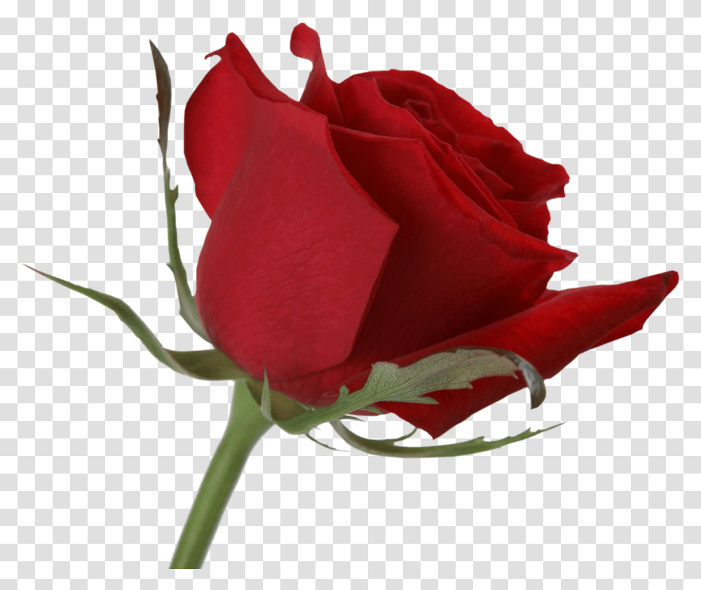 Rose, Flower, Plant, Blossom Transparent Png