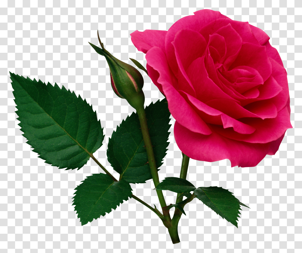 Rose, Flower, Plant, Blossom Transparent Png