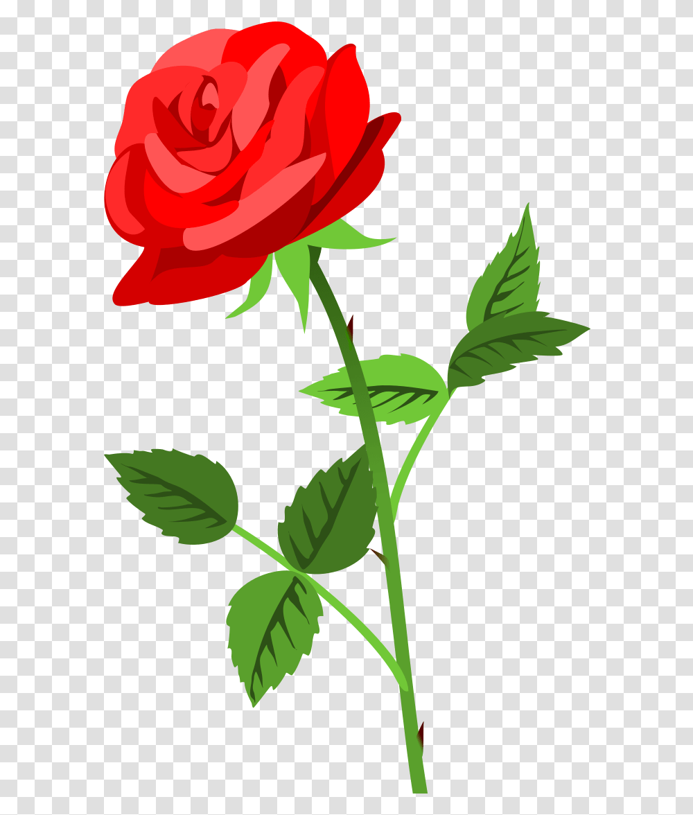 Rose, Flower, Plant, Blossom Transparent Png