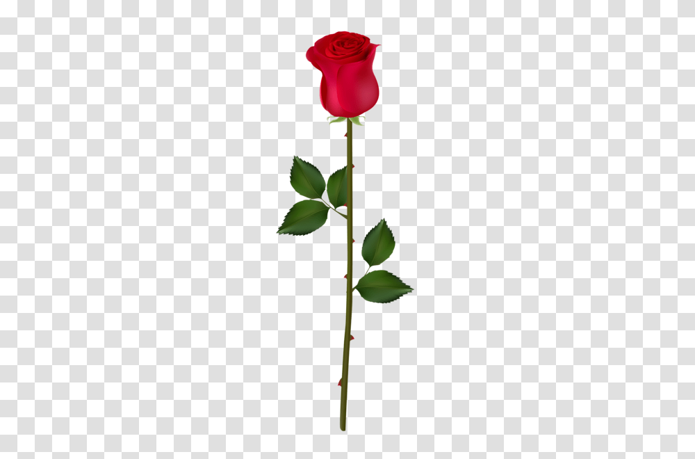 Rose, Flower, Plant, Leaf, Acanthaceae Transparent Png