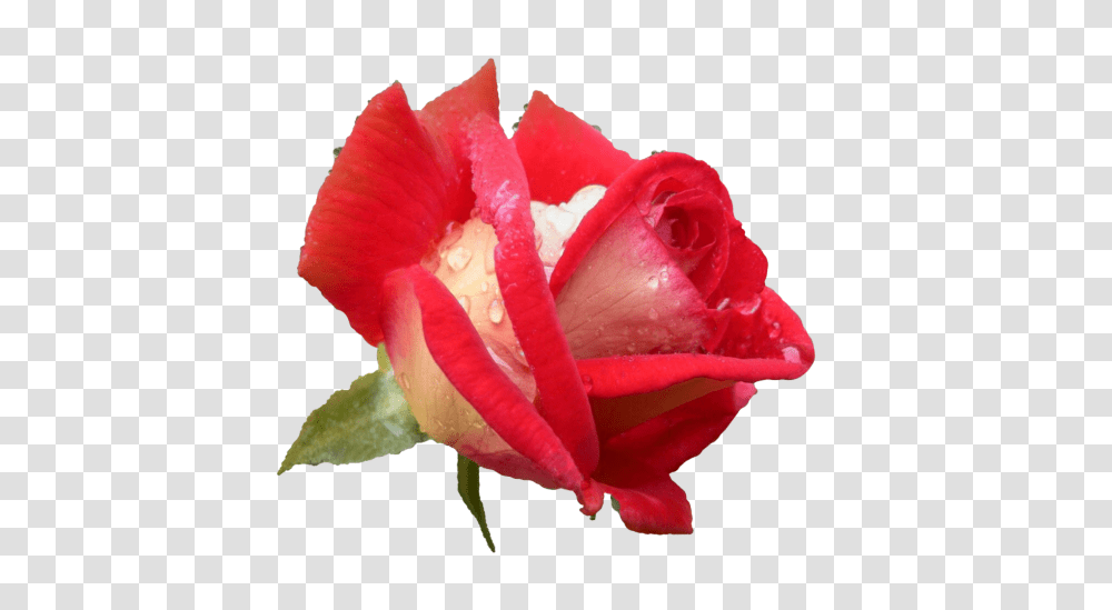 Rose Flower Plants Free Image On Pixabay Dini Szler Bayram, Blossom, Petal, Geranium, Peony Transparent Png