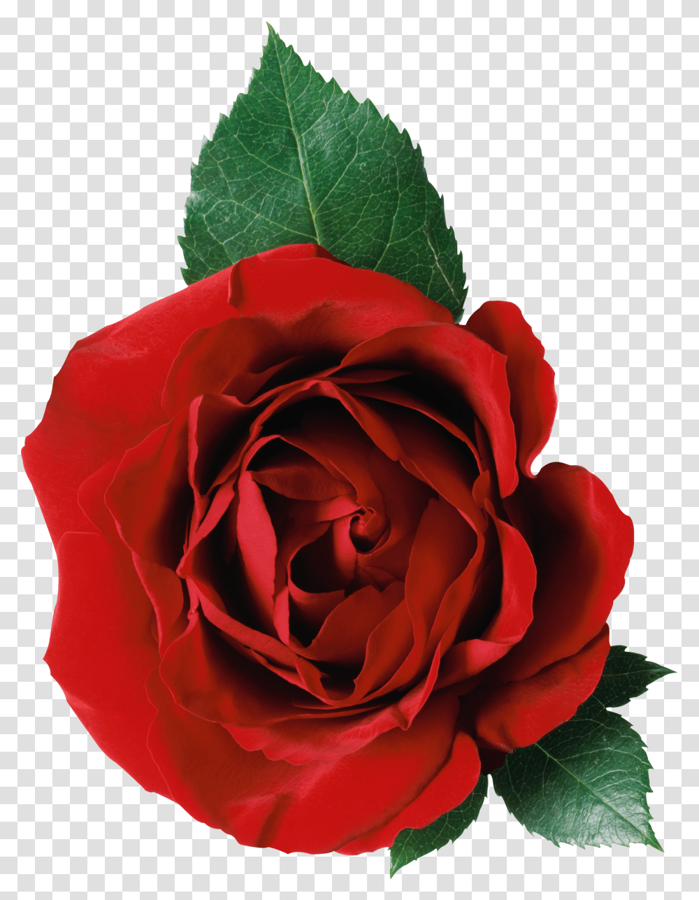 Rose Flower Red, Plant, Blossom, Petal Transparent Png